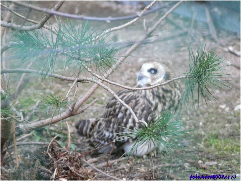 Klikněte pro zobrazení původního obrázku