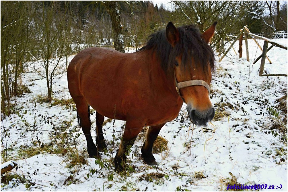 Klikněte pro zobrazení původního obrázku